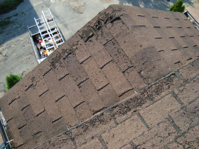 The asphalt shingles show significant deterioration. Large sections are missing granules, leaving the underlying felt exposed in many areas. The exposed felt appears dry and brittle. There are numerous cracks and breaks in the shingles themselves, indicating significant age and weathering. The overall appearance is one of severe wear and tear, suggesting the roof is in need of immediate repair or replacement. The damaged areas are not uniformly distributed; some sections are more severely affected than others.